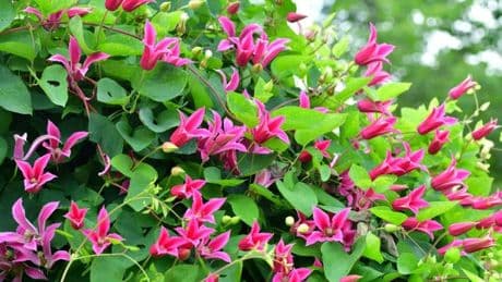 ‘Unique and luminous’ pink climbing clematis has a 25% saving in this summer sale