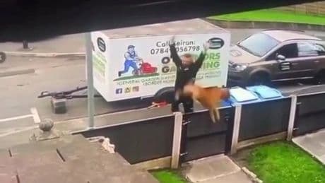 Man caught hurling his elderly dog over a fence and onto concrete path