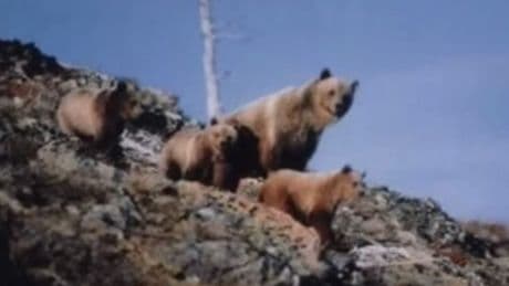 Hiker takes haunting photo of grizzly bears staring at him – moments later he's dead