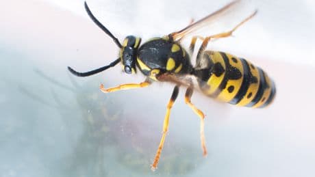 Aggressiv: Warum Wespen im August so nerven – und was effektiv gegen sie hilft