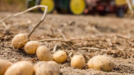Folgen für Landwirte und Verbraucher: Schäden in Millionenhöhe – Wie eine Zikade Zuckerrüben und Kartoffeln bedroht