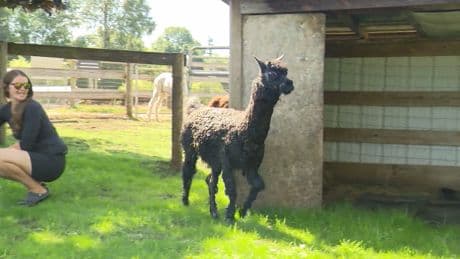 This Aldergrove alpaca may just be the oldest in the world