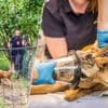 “Het moest een lesje krijgen”: man schiet ree neer met kruisboog omdat dier in zijn tuin komt, hulpvereniging dient klacht in