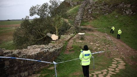 Distrussero l'"albero di Robin Hood". Due vandali condannati a 4 anni di carcere