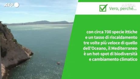 Il Mediterraneo e il riscaldamento globale: gli effetti sulle specie ittiche