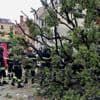 A falling tree in Venice injures a dozen people, including foreign tourists