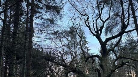 Work to clear West Lothian park of winter storm damage goes into summer
