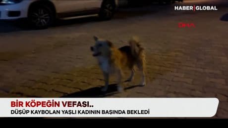 Duygulandıran vefa: Kayıp yaşlı kadın beslediği sokak köpeği sayesinde bulundu