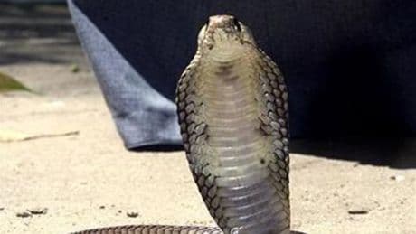 "Des anticoprs extraordinaires": un Américain mordu près de 200 fois par des serpents à l'origine d'un antivenin "sans précédent"