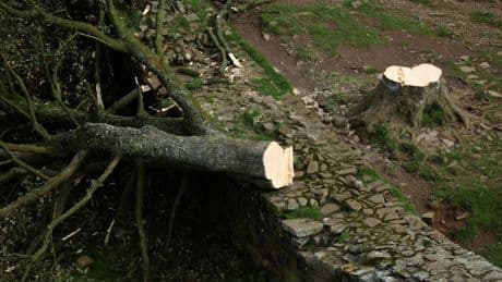 Deux hommes reconnus coupables d'avoir abattu un arbre emblématique au Royaume-Uni