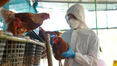 Cambodge : quatrième décès de la grippe aviaire cette année