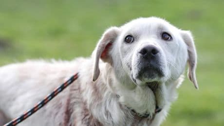Dürfen Jäger Hunde erschießen? So schützen Sie Ihren Hund