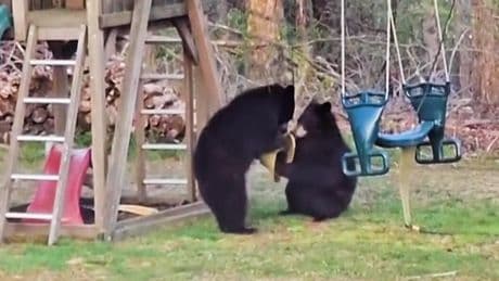 La curiosa escena de unos osos jugando en un parque infantil de Connecticut