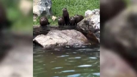 Gegen die tierische Hitze – Hier erfrischen sich Otter mit Fisch-Eis und Badespaß
