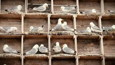 Letzte Chance für Meeresvogel - In dieses Hotel ziehen Möwen ein