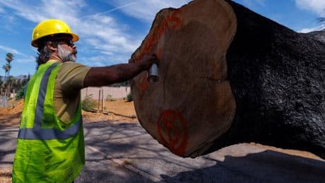 Trees damaged by devastating wildfire used to rebuild Los Angeles homes