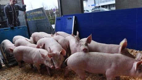 En Bretagne, le lobby du cochon crée la polémique avec sa course à pied, la Pig & Run
