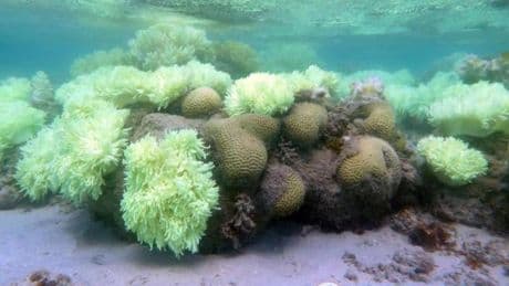Catástrofe global: más del 80% de los arrecifes de coral del mundo se tiñen de blanco