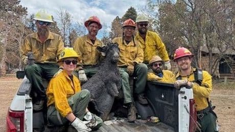Grand Canyon: Legendäre „Brighty“-Statue aus Flammen gerettet