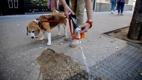 Barcelona prepara multas de hasta 300 euros para quienes no rieguen el pipí de sus perros