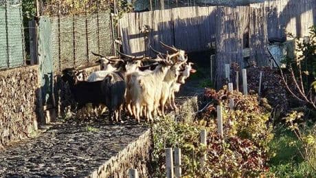 Ginostra invasa dalle capre, scatta l'allarme. «Dormivamo con le porte aperte, ora te le ritrovi sul letto». Cosa sta succedendo