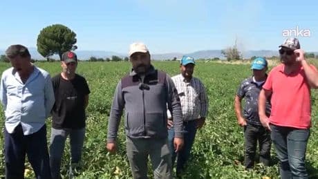Kınık ovasında çiftçilerden düşük fiyata tepki: Yat alacağız demiyoruz. Ayakta kalıp seneye bir daha ekeceğiz diyoruz