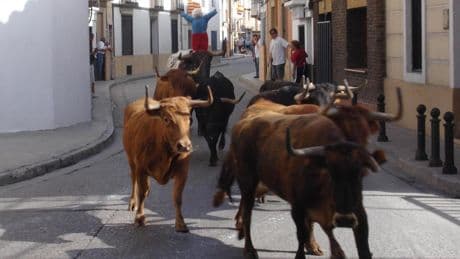 Muere un hombre tras sufrir una cogida de una vaquilla durante las fiestas de un pueblo de Zaragoza