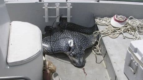 Horrifying final moments of mum killed by gigantic stingray jumping out of the sea