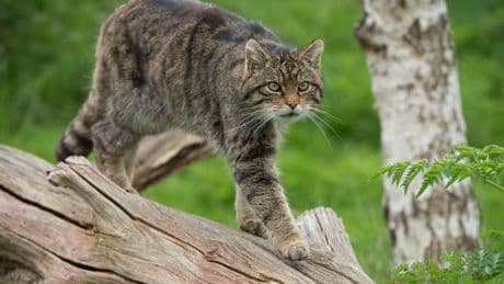 Scotland’s endangered wildcats could be saved in massive 800 sq mile Highland rewilding plan