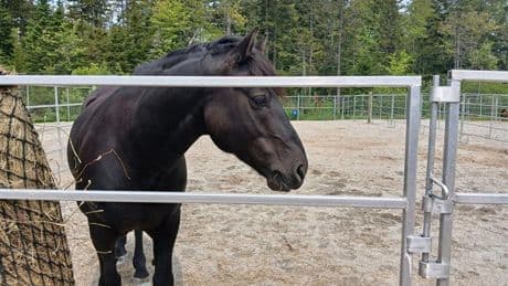 Ross Farm, popular N.S. tourism spot, makes animal-care changes following backlash