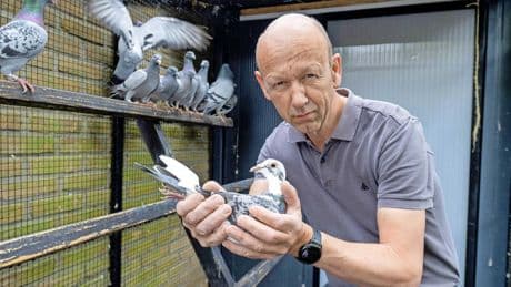 Onbegrip over strenge ophokplicht bij Twentse duivenmelkers: ’Dit virus waart in iedere stad al jaren rond’