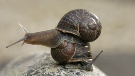 Un simple gen puede enviar un castigo divino a los caracoles: convertirlos en "zurdos"