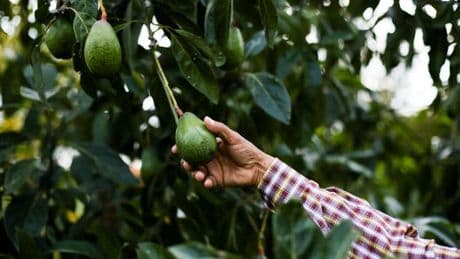 L’avocat, le fruit qui raconte le XXIᵉ siècle
