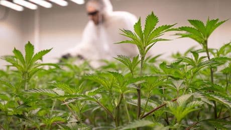 Narcotrafic : raids « sans précédent » en Europe, 200 arrestations et saisie de drogues