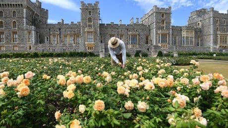 See inside Windsor Castle, the largest occupied castle in the world with around 1,000 rooms