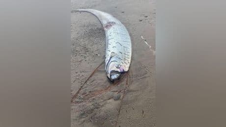 Höchst seltenes Meerestier taucht an Australiens Küste auf