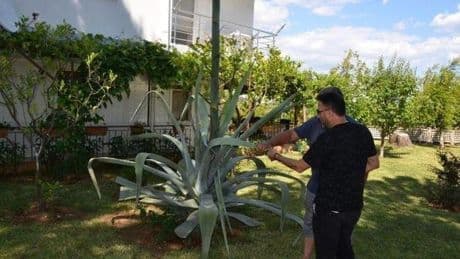 Ev aldı, bahçesinde Agave ağacı buldu! Zarar vermenin cezası 400 bin lira
