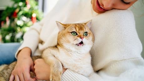I found out what my cats are saying to me – unfortunately it’s mundane