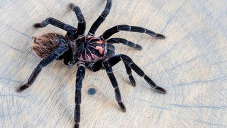 Warning as two huge venomous tarantulas go missing in post