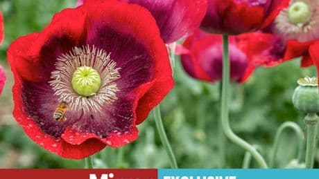 Gardeners warned to be prepared over popular plant used to make drugs