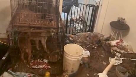 Baby found in 'horrific' home overrun with 41 animals and rotting goat in bath