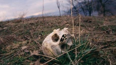 Massaker von Srebrenica vor 30 Jahren: In Gruppen wurden sie hinausgeführt. Dann: Gewehrsalven. Stille.