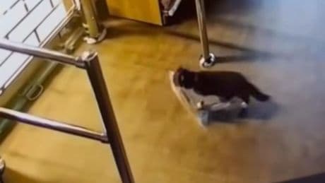 Supermarket catches cat thief who wouldn’t stop nicking expensive food
