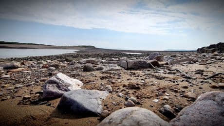 Foragers rescued from island after eating suspected poisonous plant