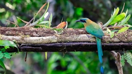 L’insoupçonnée richesse ornithologique du canal de Panama