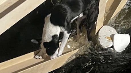 Dog trapped in rapid waters clings to aqueduct for survival