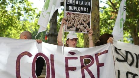 Loi Duplomb : pourquoi le Conseil constitutionnel a dit non au retour d’un néonicotinoïde «tueur d’abeilles»