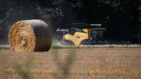 Céréales : la prochaine belle moisson ne compensera pas les pertes de l'année dernière