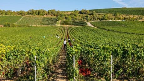 Beschimmeld eten, amper pauze, stinkende matrassen: uitbuiters druivenplukkers Champagne veroordeeld voor mensenhandel