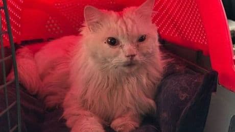 Elderly man arrested for 'abusing neighbour's cat until it was bloodied' and throwing it down drain
